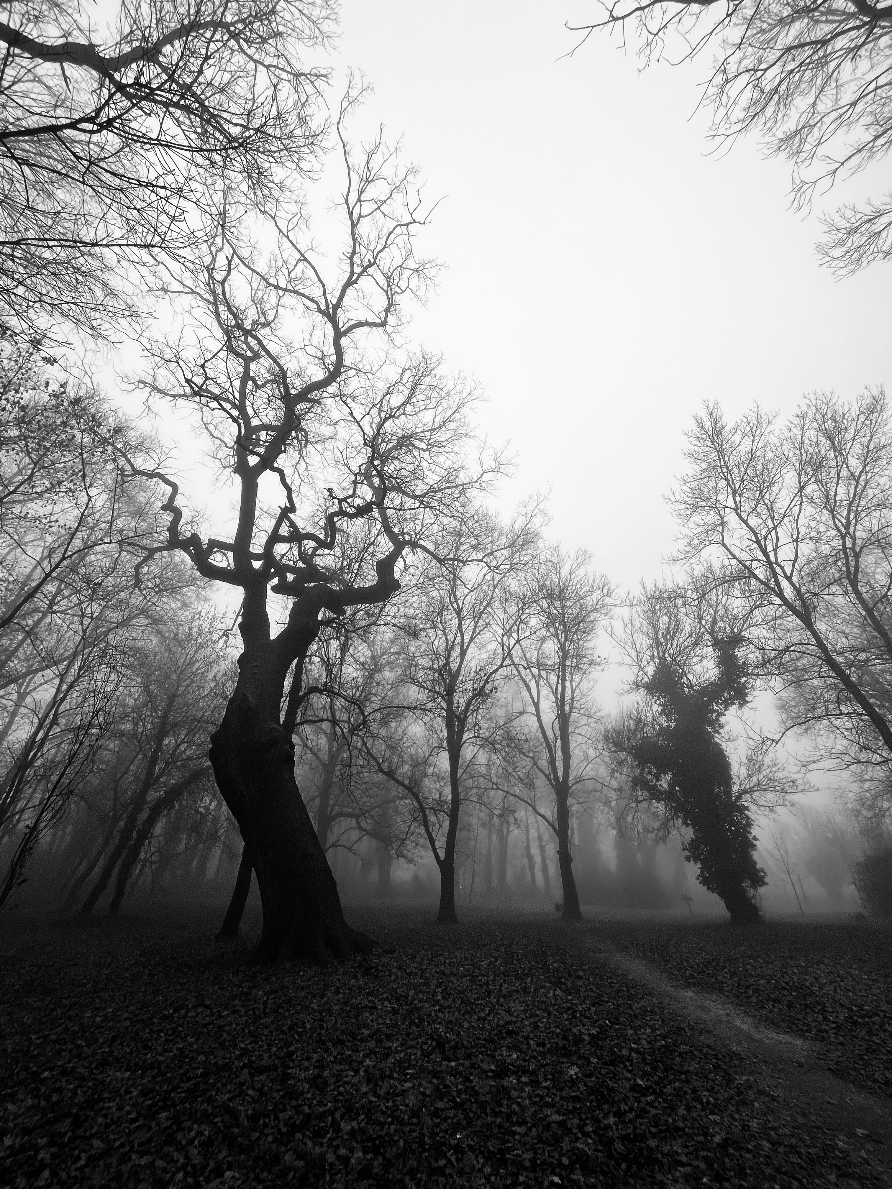 Fekete-fehér fénykép egy téli ködös erdőről