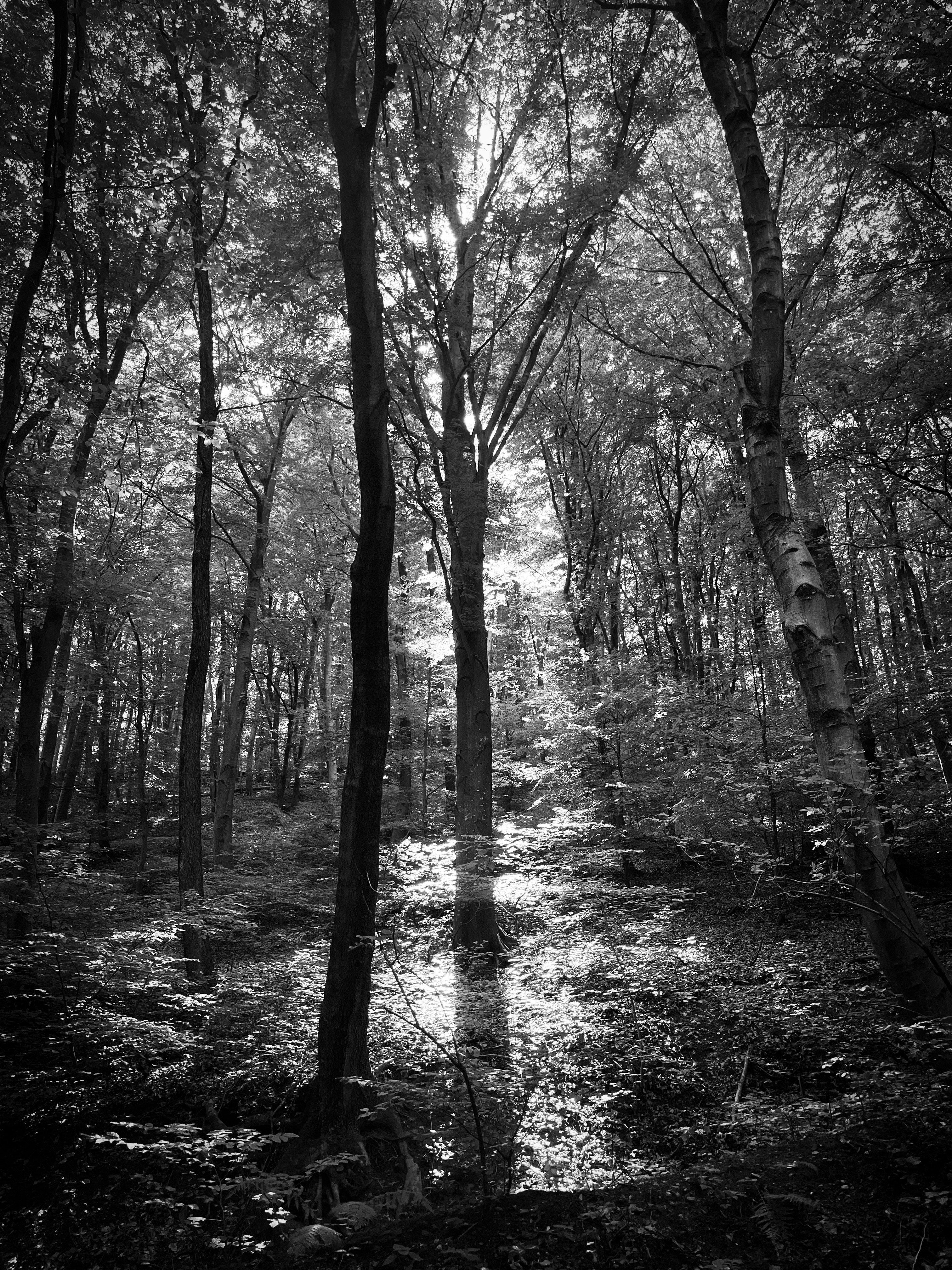 Fekete-fehér fénykép egy erdőben álló fáról, és az árnyékáról