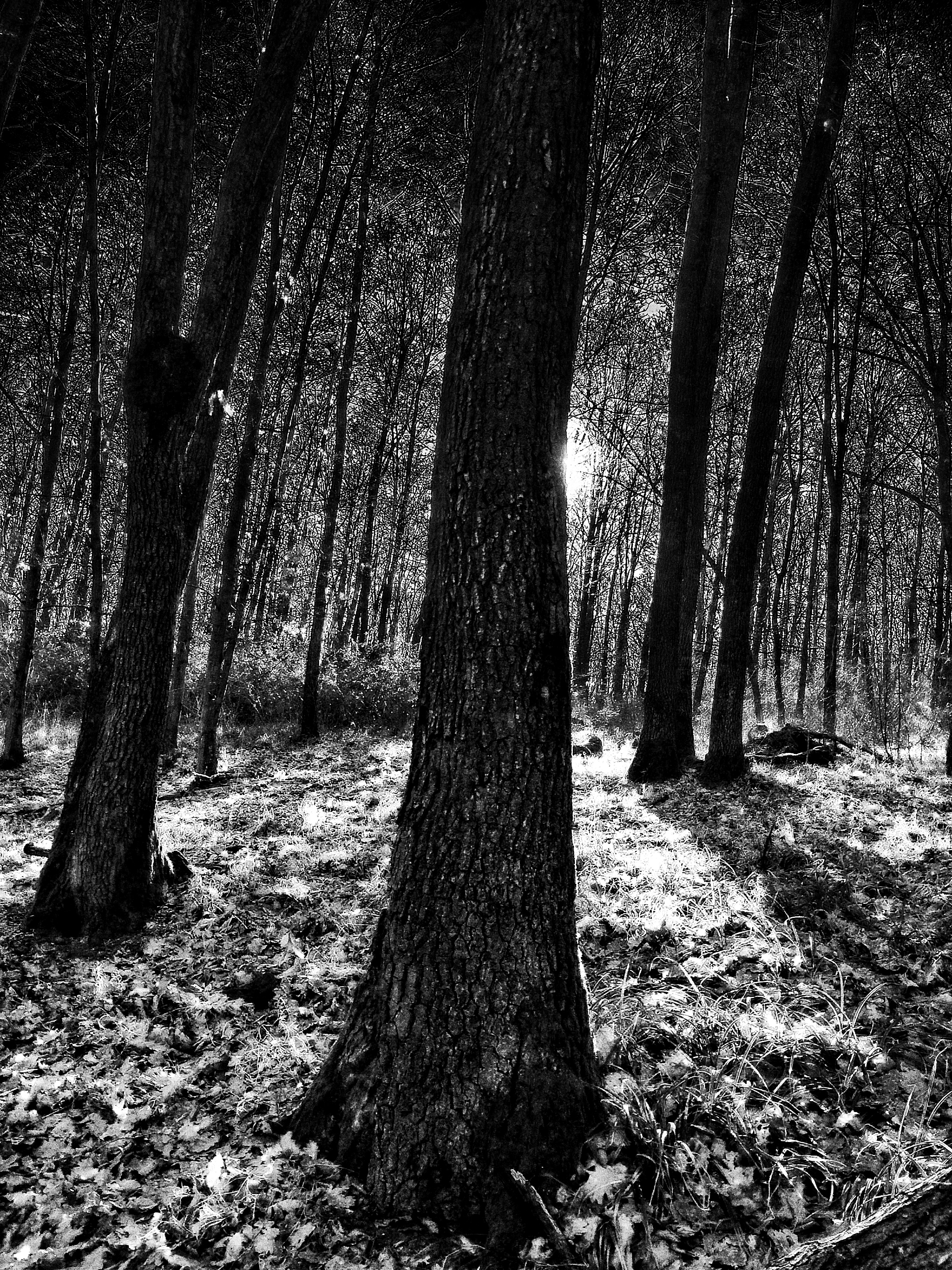 Fekete-fehér fénykép egy erdőről