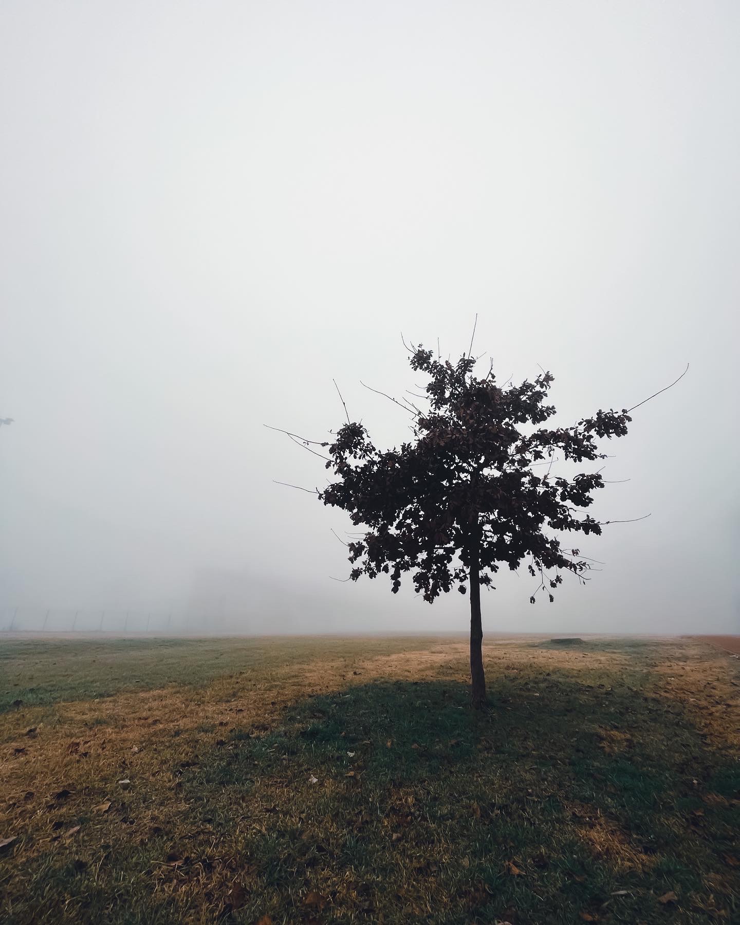 Magányos facsemete áll a ködben