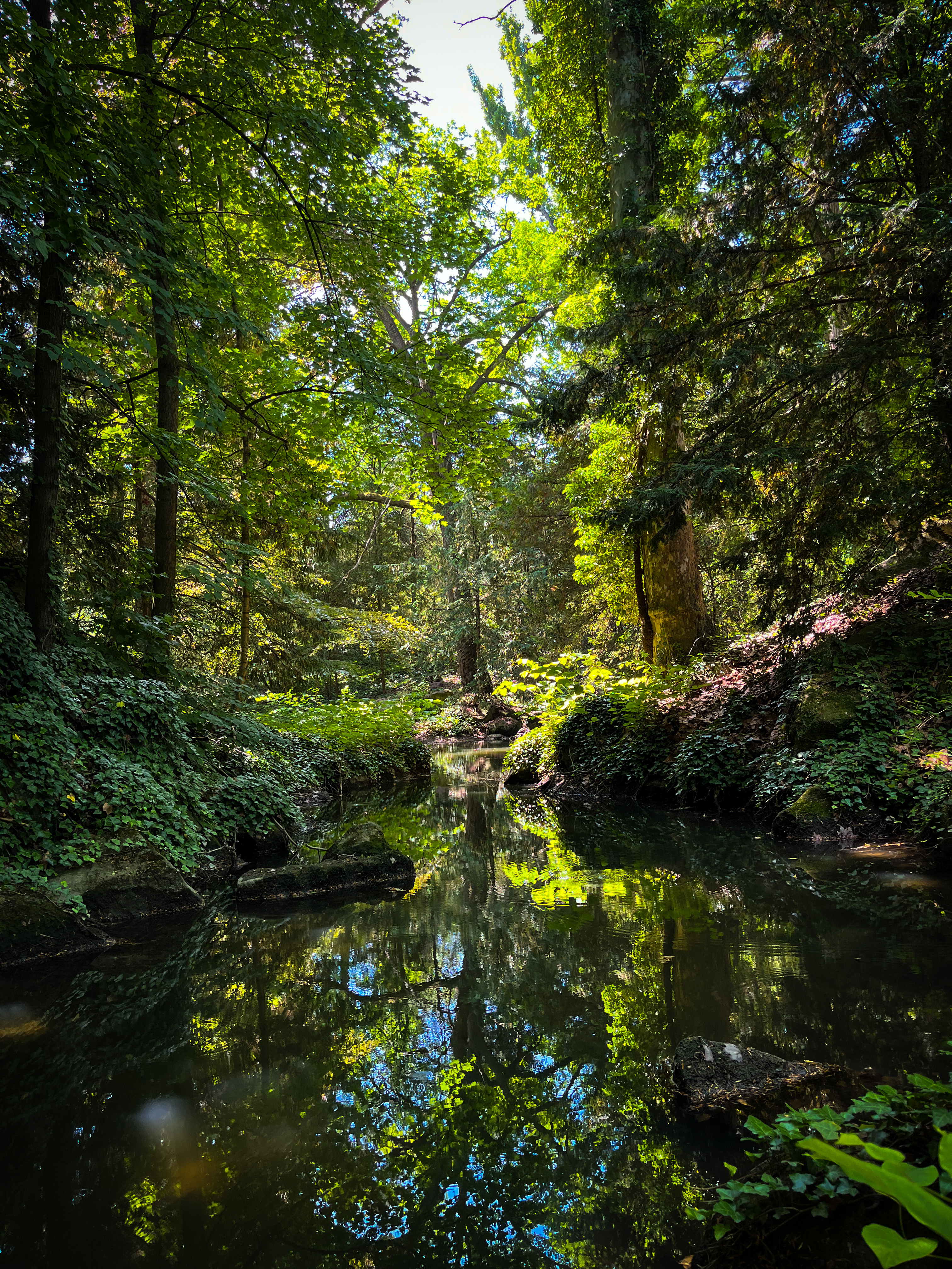 Egy patak halad végig az erdő közepén